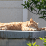 Gato descansando al sol junto a una ventana mientras recibe una exposición solar segura.