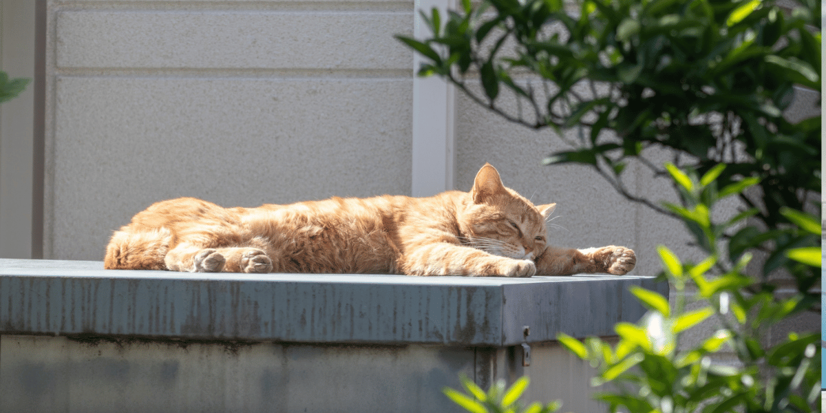 Gato descansando al sol junto a una ventana mientras recibe una exposición solar segura.