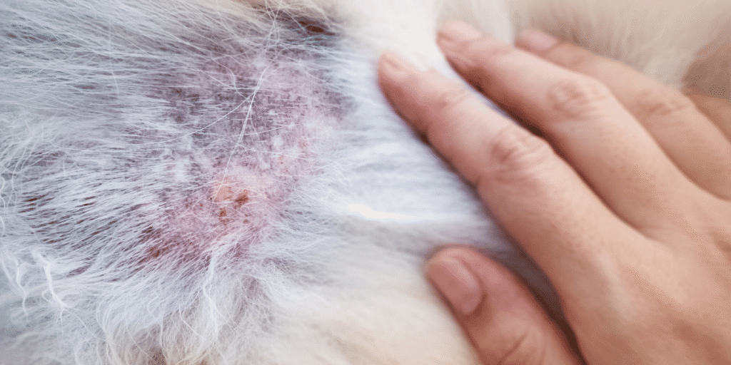 Perro siendo cepillado durante la muda de pelo para mantener un pelaje sano