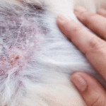 Perro siendo cepillado durante la muda de pelo para mantener un pelaje sano