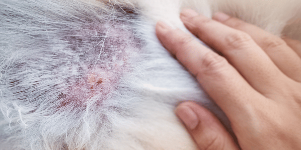 Perro siendo cepillado durante la muda de pelo para mantener un pelaje sano